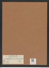 Actinoptychus nitidus (Grev.) Grun. (de-Toni-Nr.: Genus 227, Species 5540) Zeichnungen Sammlung Grunow Mappe 05305 (Herbarium_W_Grunow_drawings_Folder_05305)